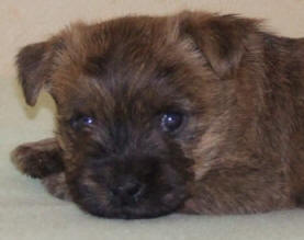 Cairn Terrier Welpe