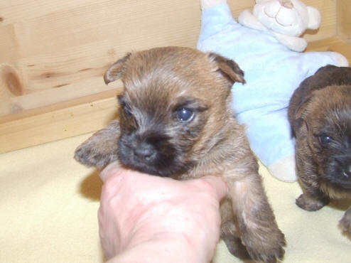 Cairn Terrier Welpe