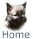 Cairn Terrier Zucht Scahaningi`s