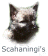 Scahaningi's Cairn Terrier 