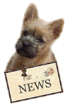 Cairn Terrier News