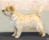 Cairn Terrier One Vision of Barnsley